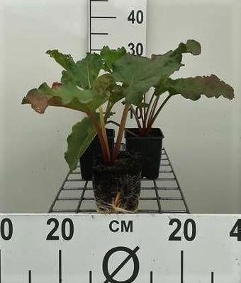 Rheum rhabarbarum