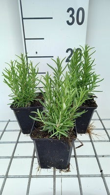 Rosmarinus officinalis