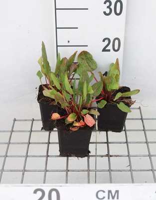 Rumex acetosa