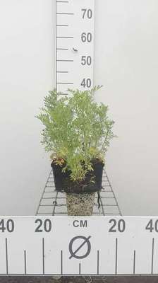 Ruta graveolens