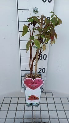 Rubus id. 'Aroma Queen'