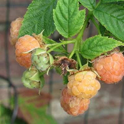 Rubus id. 'Golden Everest'