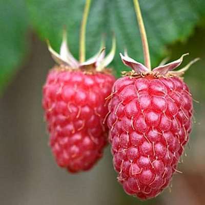 Rubus id. 'Tulameen'