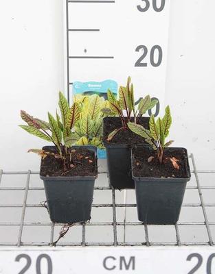 Rumex sanguineus