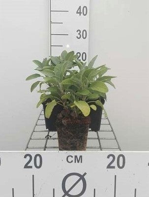 Salvia off. 'Berggarten'