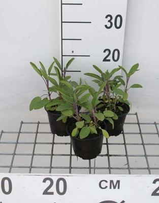 Salvia officinalis