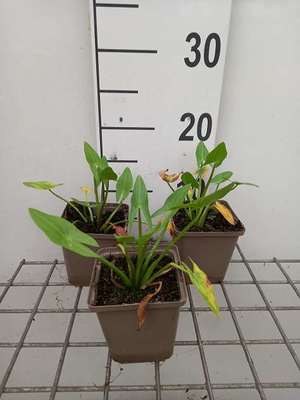 Sagittaria sagittifolia
