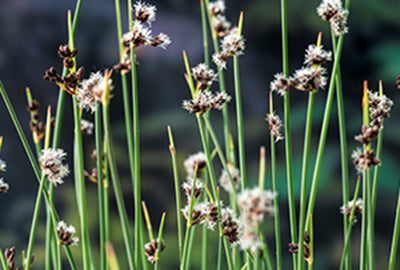 Scirpus lacustris (= schoenoplectus)