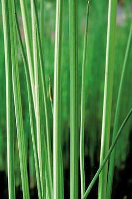 Scirpus lacustris 'Albescens' (= schoenoplectus)