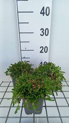 Sedum acre 'Aureum'
