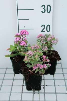 Sedum hybr. 'Abbeydore'