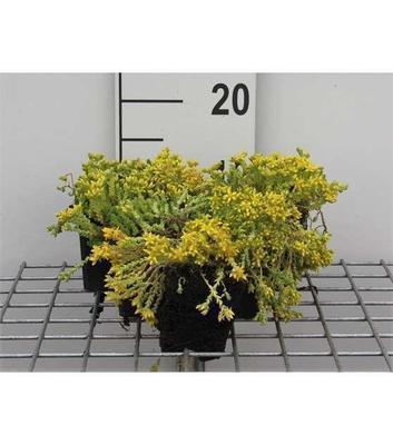 Sedum acre