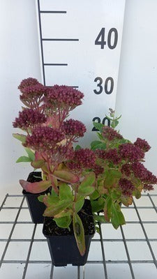 Sedum hybr. 'Carl'