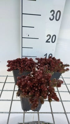 Sedum hybr. 'Chocolate Ball'