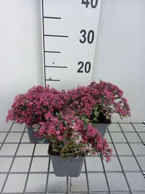 Sedum cauticola 'Lidakense'