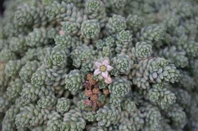 Sedum dasyphyllum