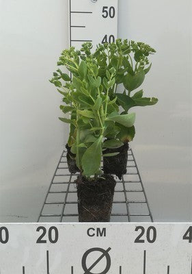Sedum hybr. 'Herbstfreude' (syn. 'autumn joy')