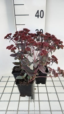 Sedum hybr. 'José Aubergine'