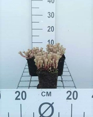 Sedum lydium