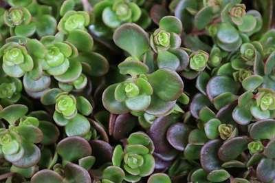 Sedum 'Makinoi'