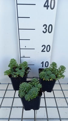 Sedum pachyclados