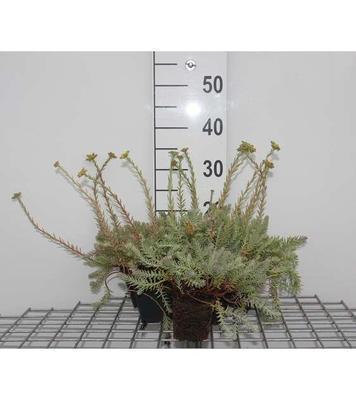 Sedum reflexum
