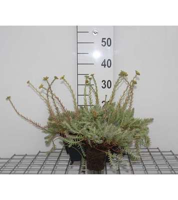 Sedum reflexum