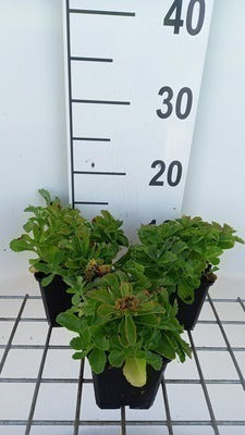 Sedum selskianum