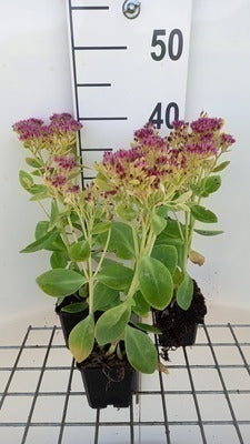 Sedum spect. 'Meteor'