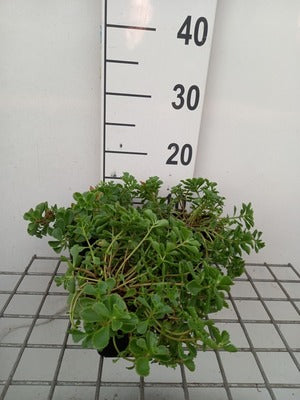 Sedum spurium
