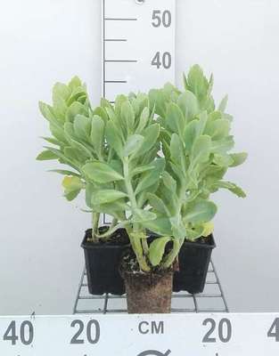 Sedum spect. 'Stardust'
