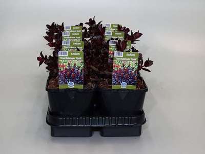 Sedum tel. 'Touchdown Teak'®
