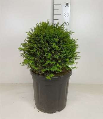 Taxus baccata
