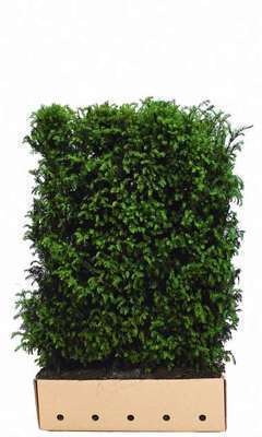 Taxus baccata