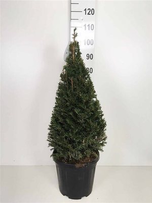 Taxus baccata