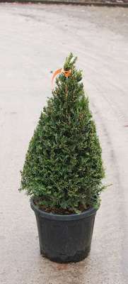 Taxus baccata