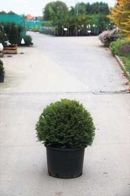 Taxus baccata