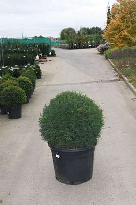 Taxus baccata