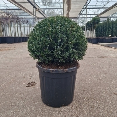 Taxus baccata