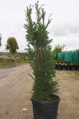 Taxus baccata