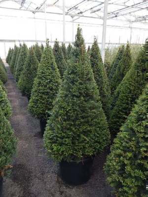 Taxus baccata