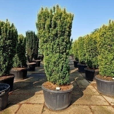 Taxus baccata 'Fast. David'
