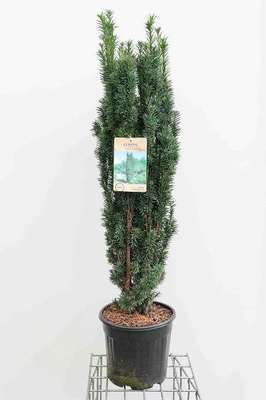 Taxus baccata 'Fast. Robusta'