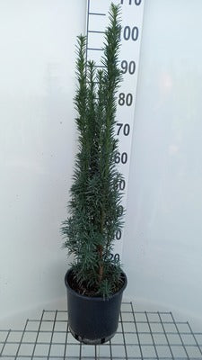 Taxus baccata 'Fast. Robusta'