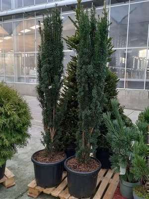 Taxus baccata 'Fast. Robusta'