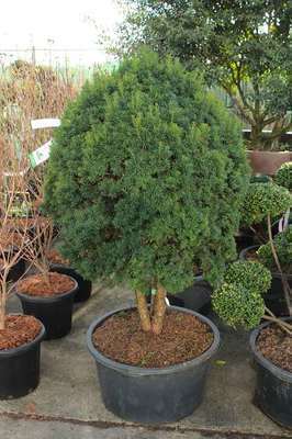 Taxus baccata 'Green Diamond'