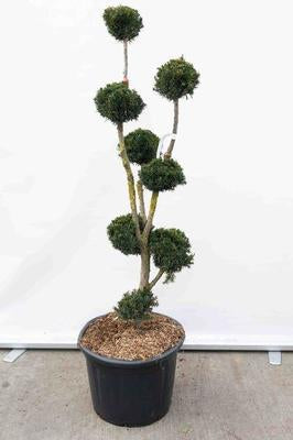 Taxus media 'Hicksii'