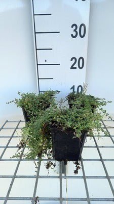 Thymus praecox 'Pink Chinz'