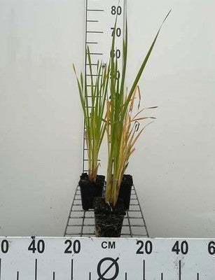 Typha latifolia
