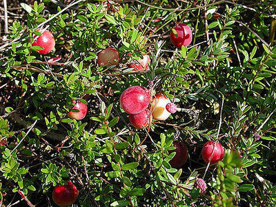 Vaccinium macr. 'Early Black'